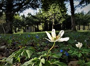 39 Bella bianca presenza baciata dal sole di Anemone nemorosa (Anemonoides nemorosa) nell'ombroso roccolo